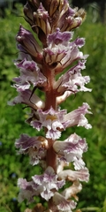 Orobanche crenata