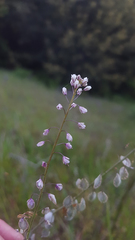 Thysanocarpus curvipes