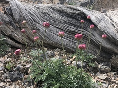 Ranunculus andersonii