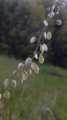 Thysanocarpus curvipes