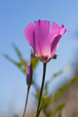 Calochortus splendens