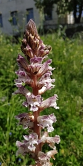 Orobanche crenata