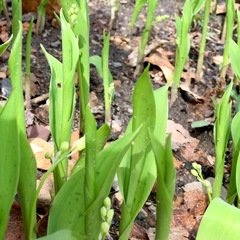 Convallaria majalis
