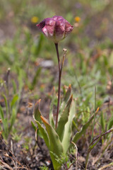 Fritillaria pluriflora