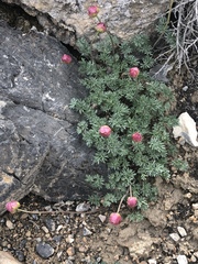 Ranunculus andersonii