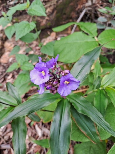 Foto de Ginger-azul