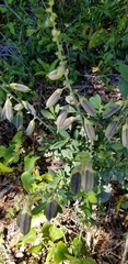 Baptisia australis