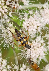 Strangalia attenuata