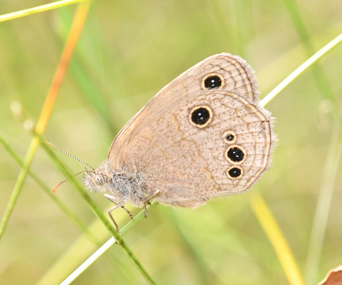 Stegosatyrus ocelloides