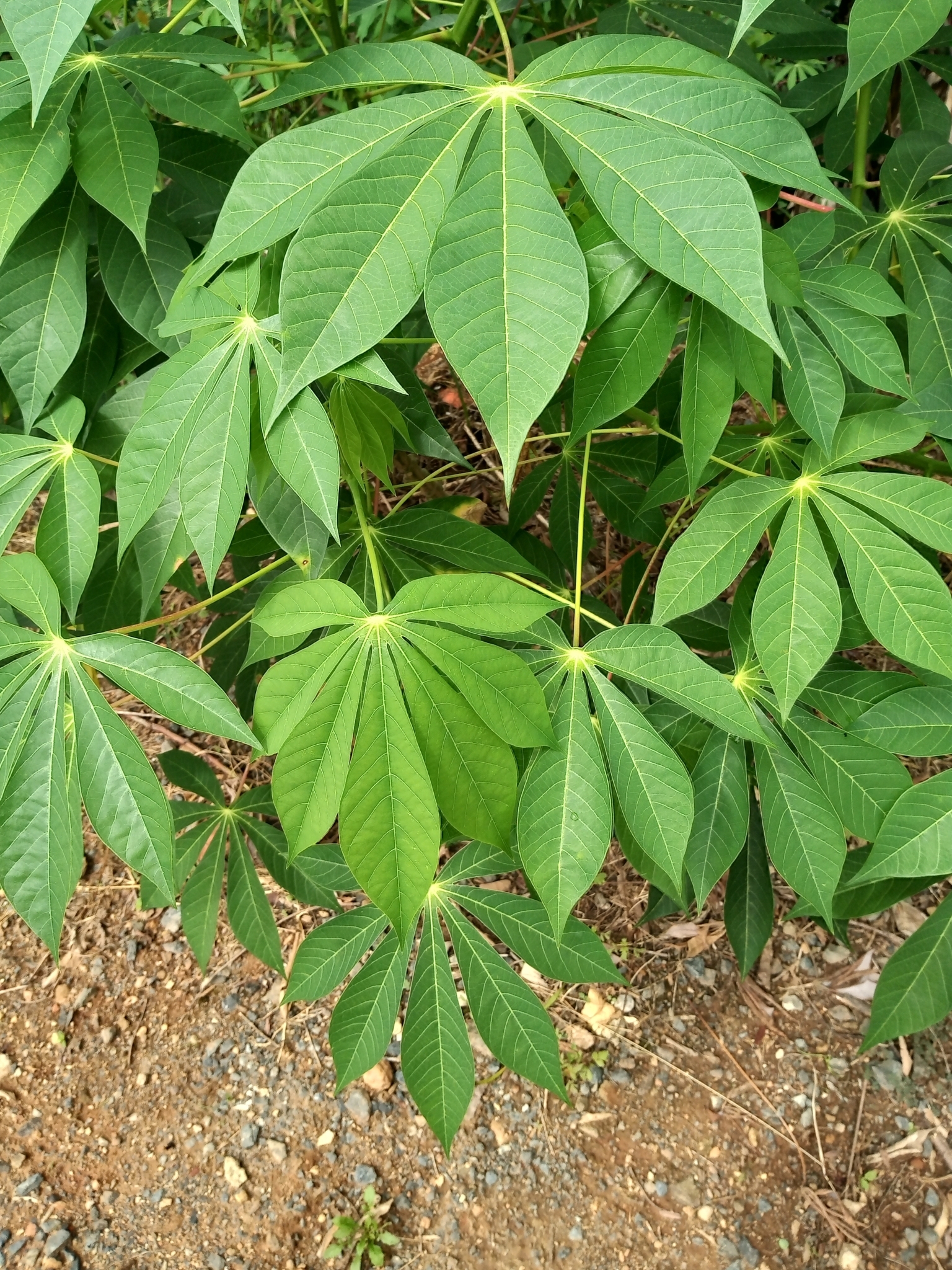 Manihot esculenta