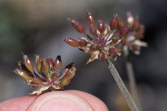 Lomatium hooveri