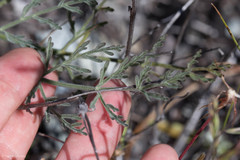 Lomatium hooveri