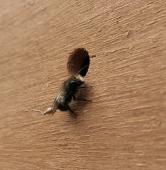 Osmia lignaria propinqua