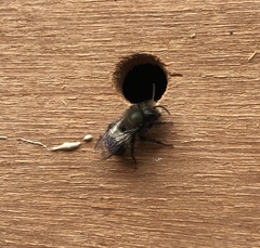 Osmia lignaria propinqua