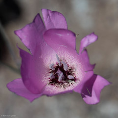 Calochortus splendens