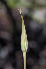 Calochortus splendens