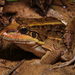 Peruíbe White-lipped Frog - Photo (c) Micael De Bona, some rights reserved (CC BY-NC), uploaded by Micael De Bona