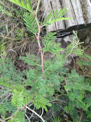 Mimosa aculeaticarpa biuncifera