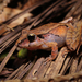 Hensel's Big-headed Frog - Photo (c) Micael De Bona, some rights reserved (CC BY-NC), uploaded by Micael De Bona