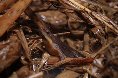 Two-Colored Oval Frog photo 2