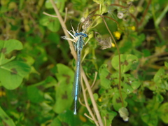 Platycnemis pennipes