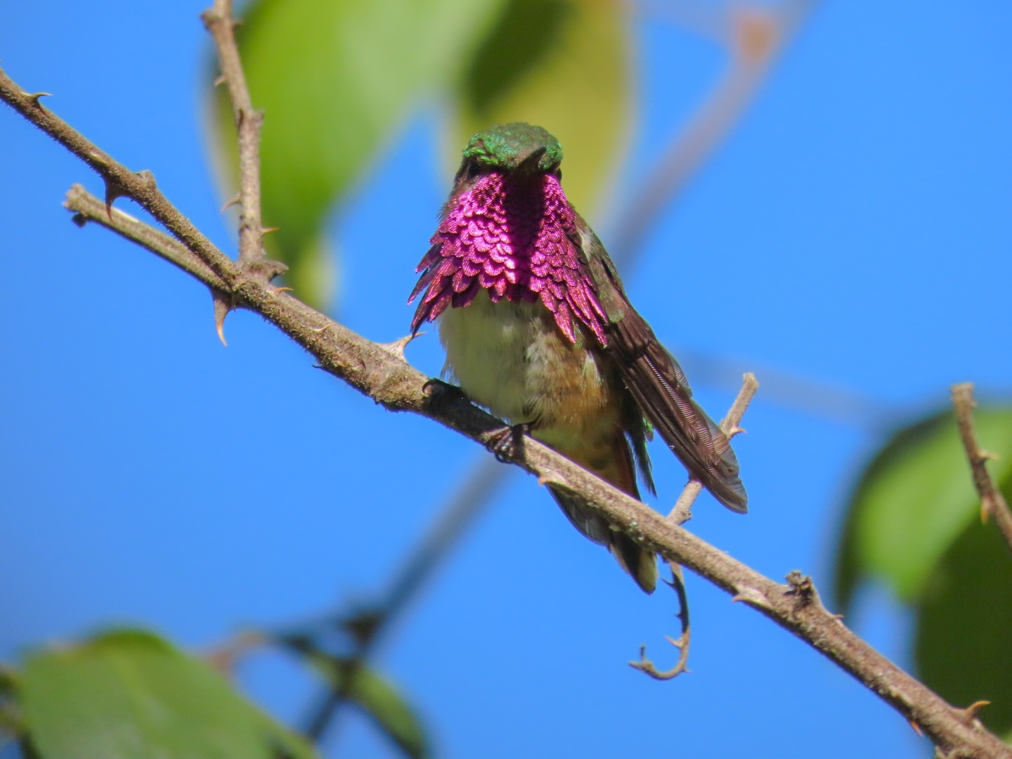 Wine-throated Hummingbird (Selasphorus ellioti), photo 3