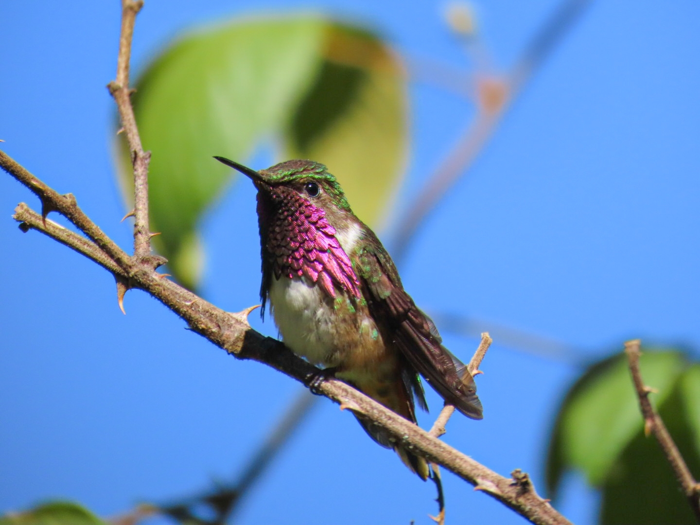 Wine-throated Hummingbird (Selasphorus ellioti), photo 4