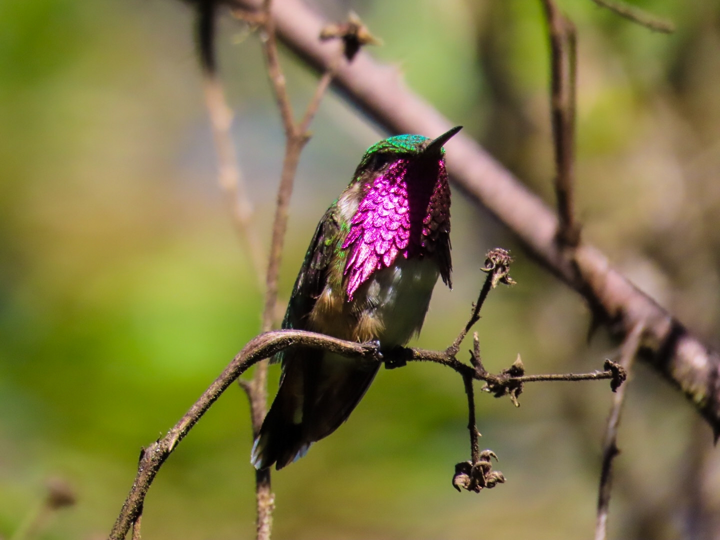 Wine-throated Hummingbird (Selasphorus ellioti), photo 5
