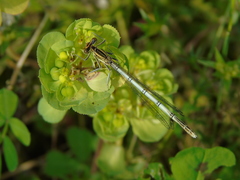 Platycnemis pennipes
