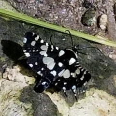 Pseudothyris sepulchralis