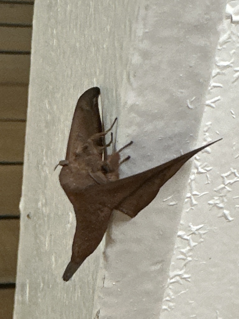 Psychocampa alcuna