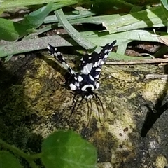 Pseudothyris sepulchralis