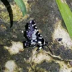 Pseudothyris sepulchralis