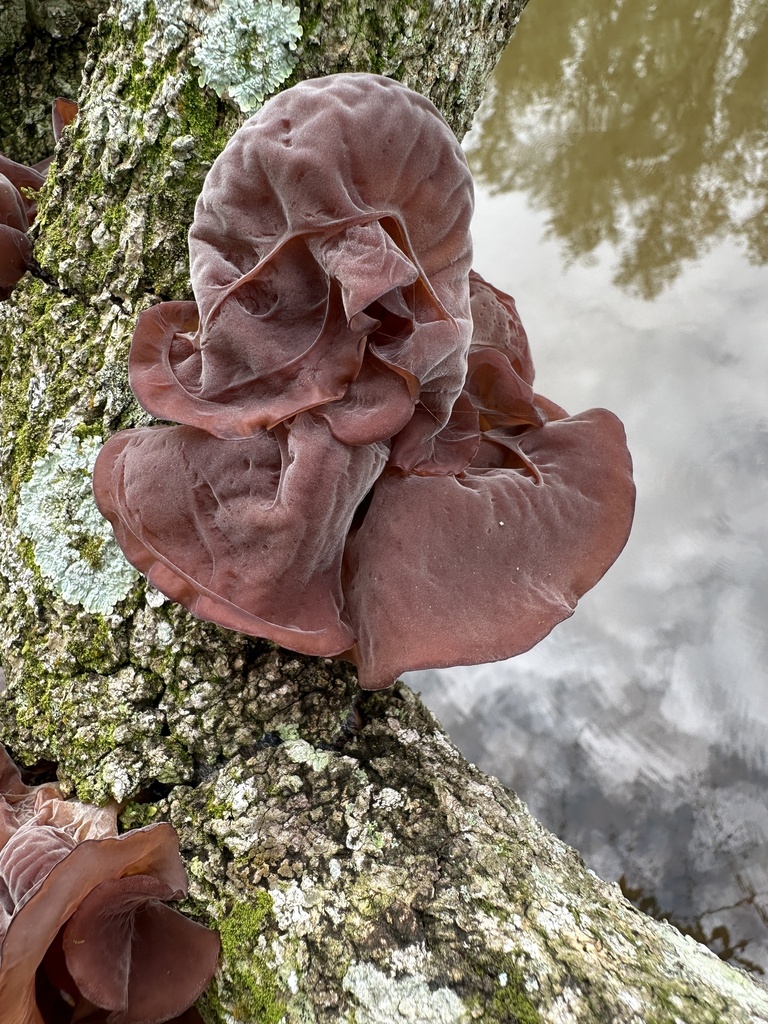 Auricularia fuscosuccinea · February 2024 · photo: © rogerritt (iNaturalist, cc-by-nc)