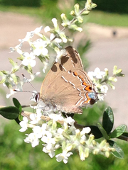 Satyrium favonius autolycus