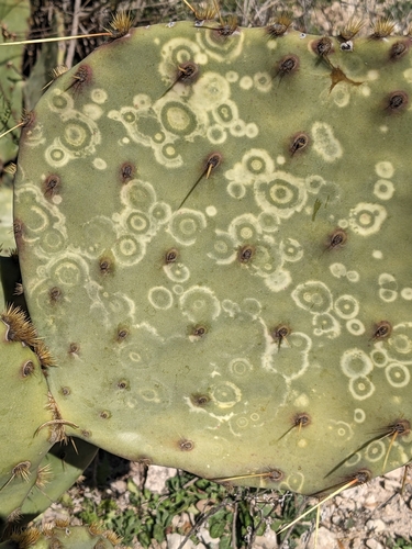 tobacco coin Coins of Croatia. Tobacco plant (Nicotiana tabacum) depicted in the  Croatian 10 lipa coin Stock Photo