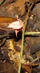 Duguetia flagellaris