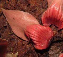 Duguetia flagellaris