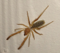 Eremobatidae