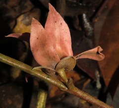 Duguetia flagellaris