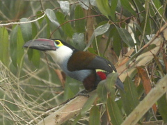 Andigena nigrirostris