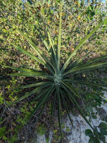 Image of Agave angustifolia by (c) Blake Ross, some rights reserved (CC BY)
