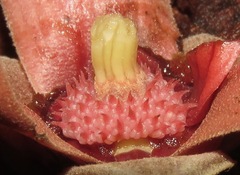 Duguetia flagellaris