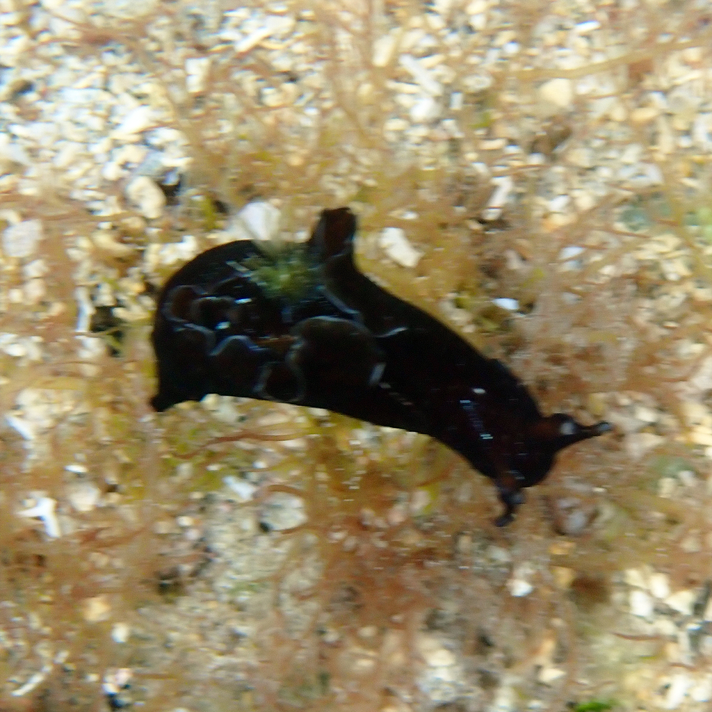 Black-edged Sea Hare