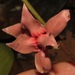 Duguetia flagellaris - Photo 由 Rich Hoyer 所上傳的 (c) Rich Hoyer，保留部份權利CC BY-NC-SA