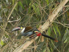 Andigena nigrirostris