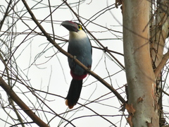 Andigena nigrirostris