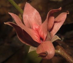 Duguetia flagellaris