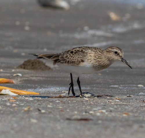Correlimos de Baird (Calidris bairdii)