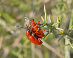 Lilioceris faldermanni